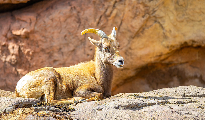 A bighorn sheep ewe resting on a rocky ledge with its smaller, slightly curved horns visible against a desert rock background.