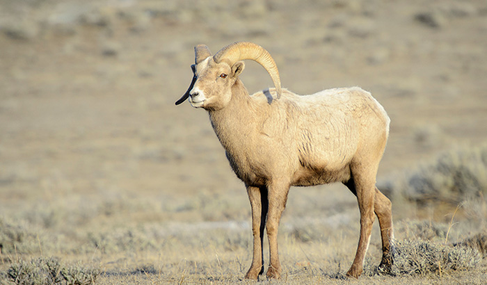 A bighorn sheep ram standing in a dry, grassy field with its large, curved horns prominently displayed.