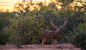 A mule deer buck with large antlers standing in a desert landscape during sunrise, surrounded by various cacti and brush.