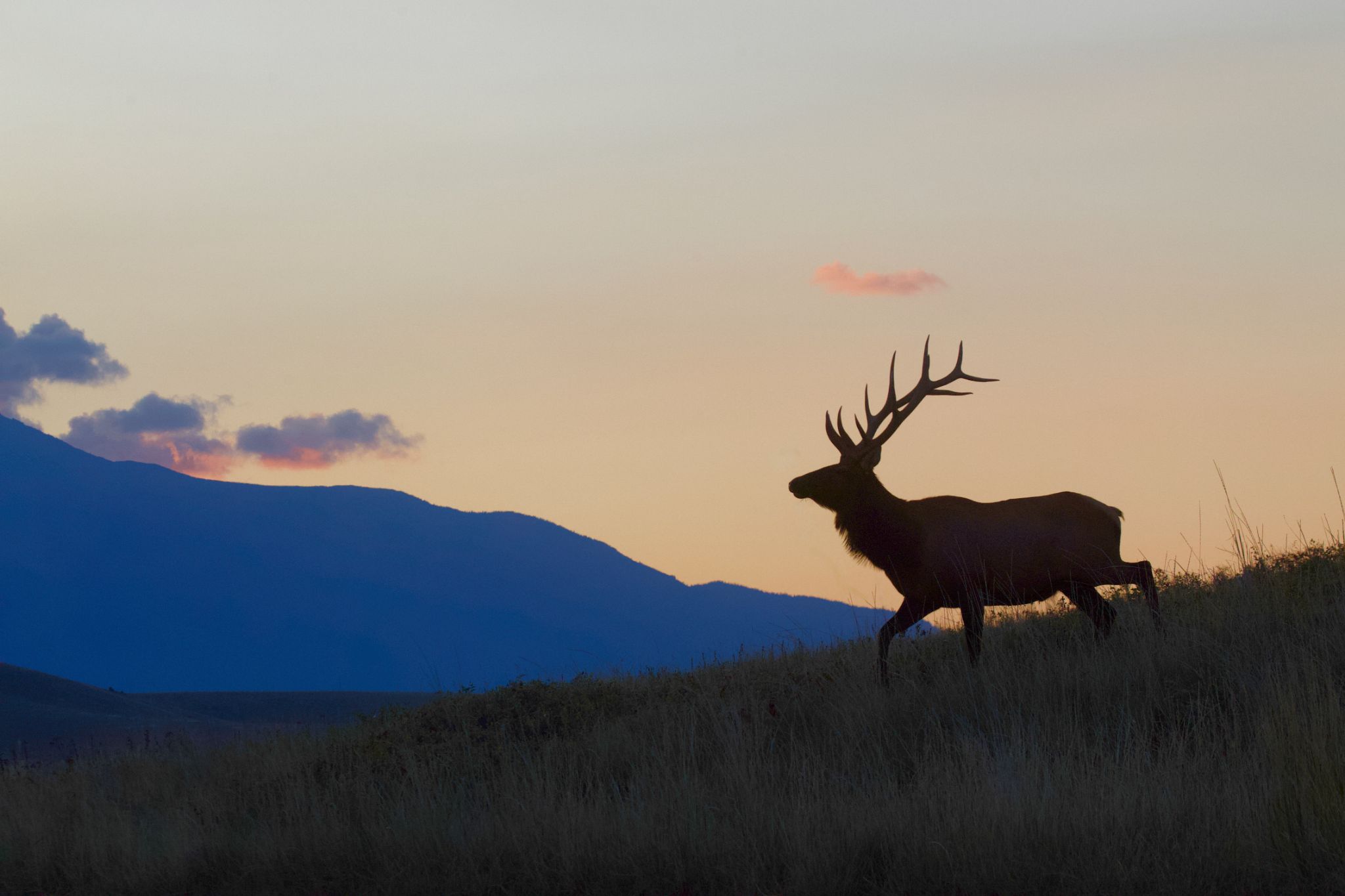 A silhouette of a large bull elk with impressive antlers walking along a grassy ridge at sunset, with mountains in the background.