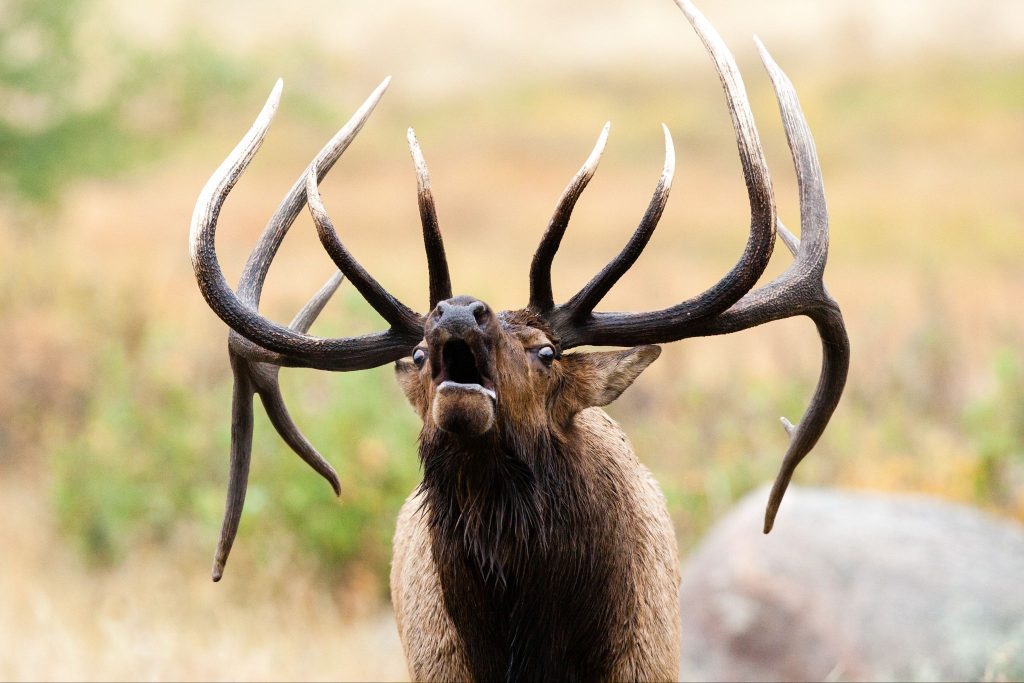 Front-facing close-up of a bull elk with massive, dark antlers bugling with its mouth open against a soft, blurred natural background.