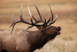 Side-profile of a bull elk with large, multi-tined antlers bugling in an open field with a blurred autumn-colored background.