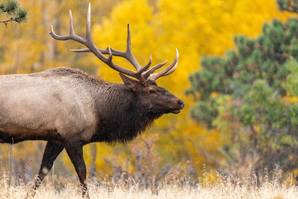 A close-up side profile of a large bull elk with prominent antlers walking through a field against a backdrop of vibrant yellow autumn foliage.