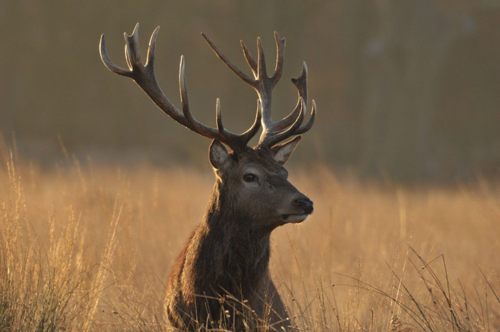 A profile shot of a male red deer with large antlers standing in a field of tall, golden grass at sunset.