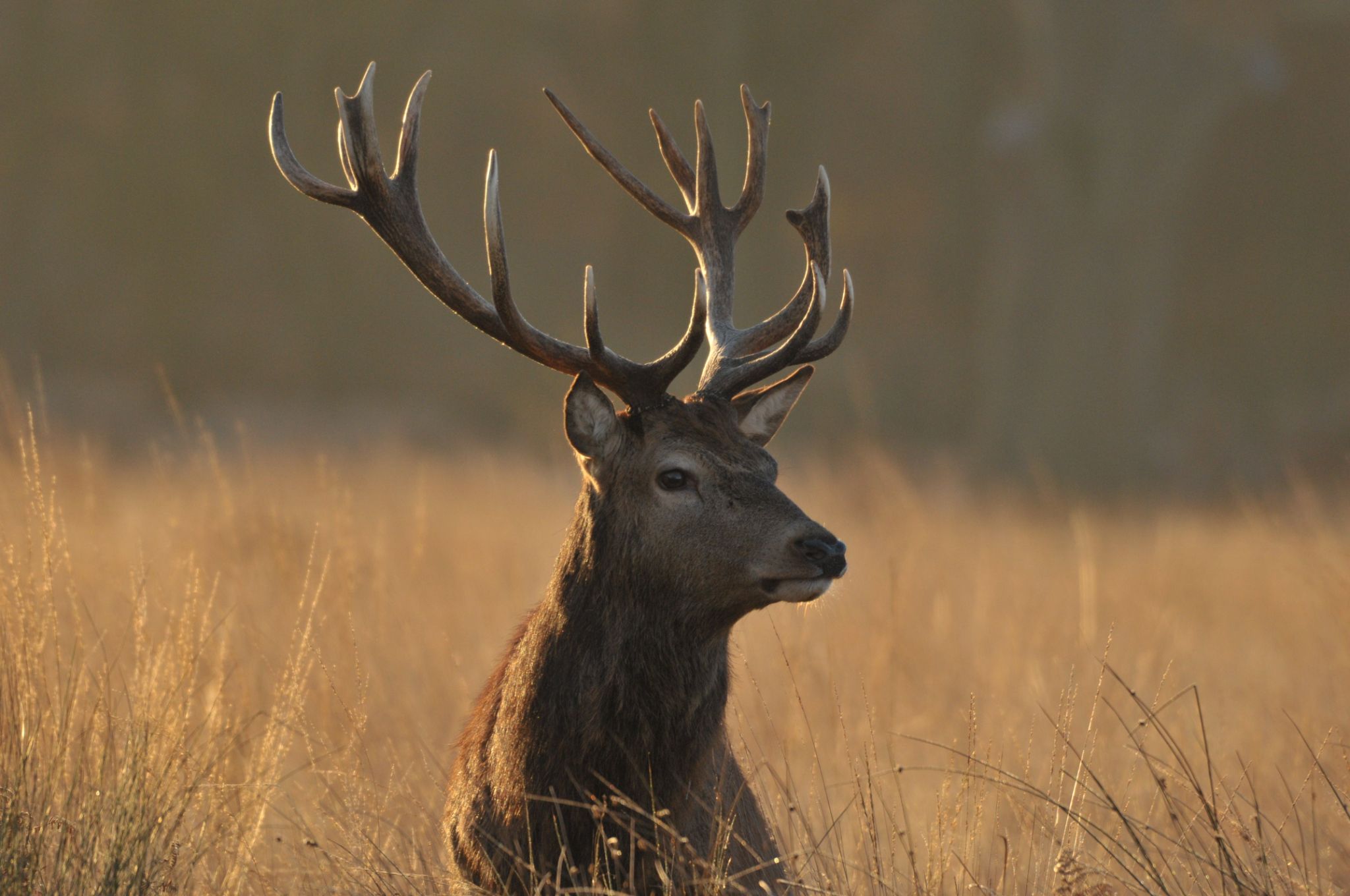 A profile shot of a male red deer with large antlers standing in a field of tall, golden grass at sunset.