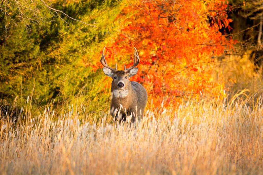 A white-tailed deer buck with prominent antlers standing in a field of tall, dry grass, with vibrant green and fiery orange autumn foliage in the background.