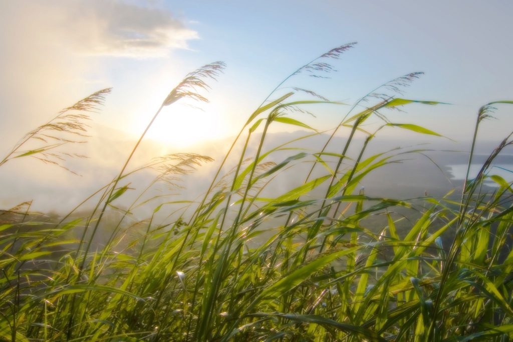 Tall, green grass blowing in the wind on a hillside, with a misty sunrise or sunset over a distant landscape in the background.