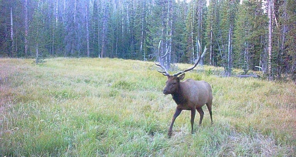 Bull elk with large antlers walking through a grassy clearing in a pine forest captured on trail camera.