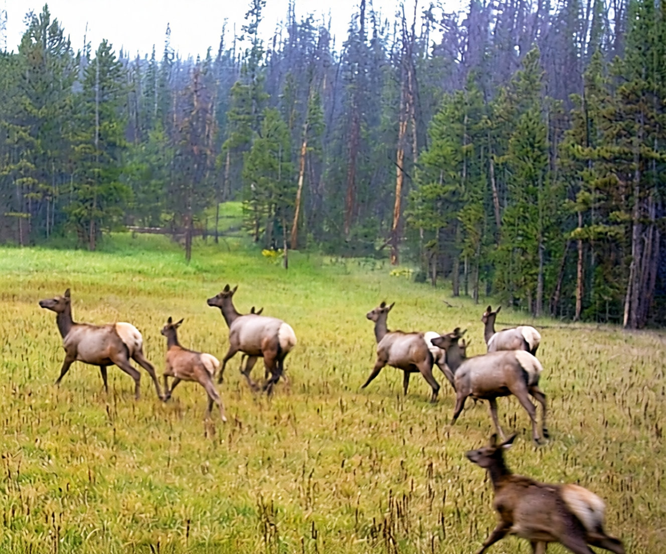 Deer herd running through a grassy meadow near a forest