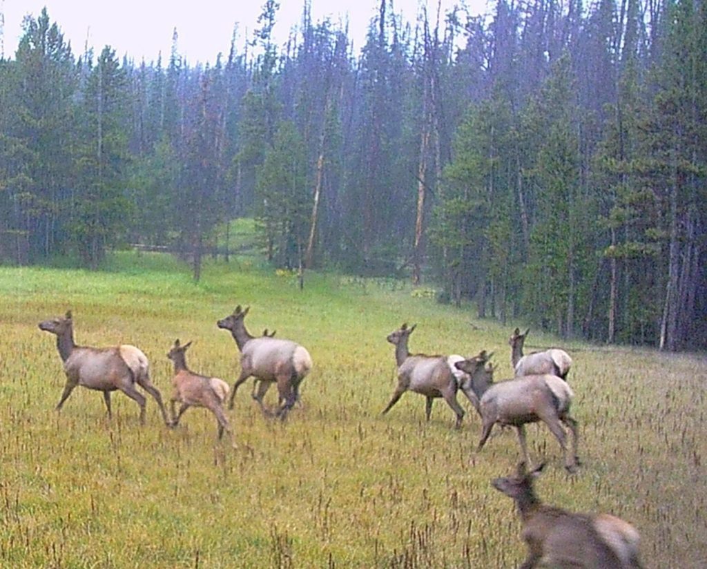 Herd of female elk and calves running across a grassy meadow along a pine forest line.