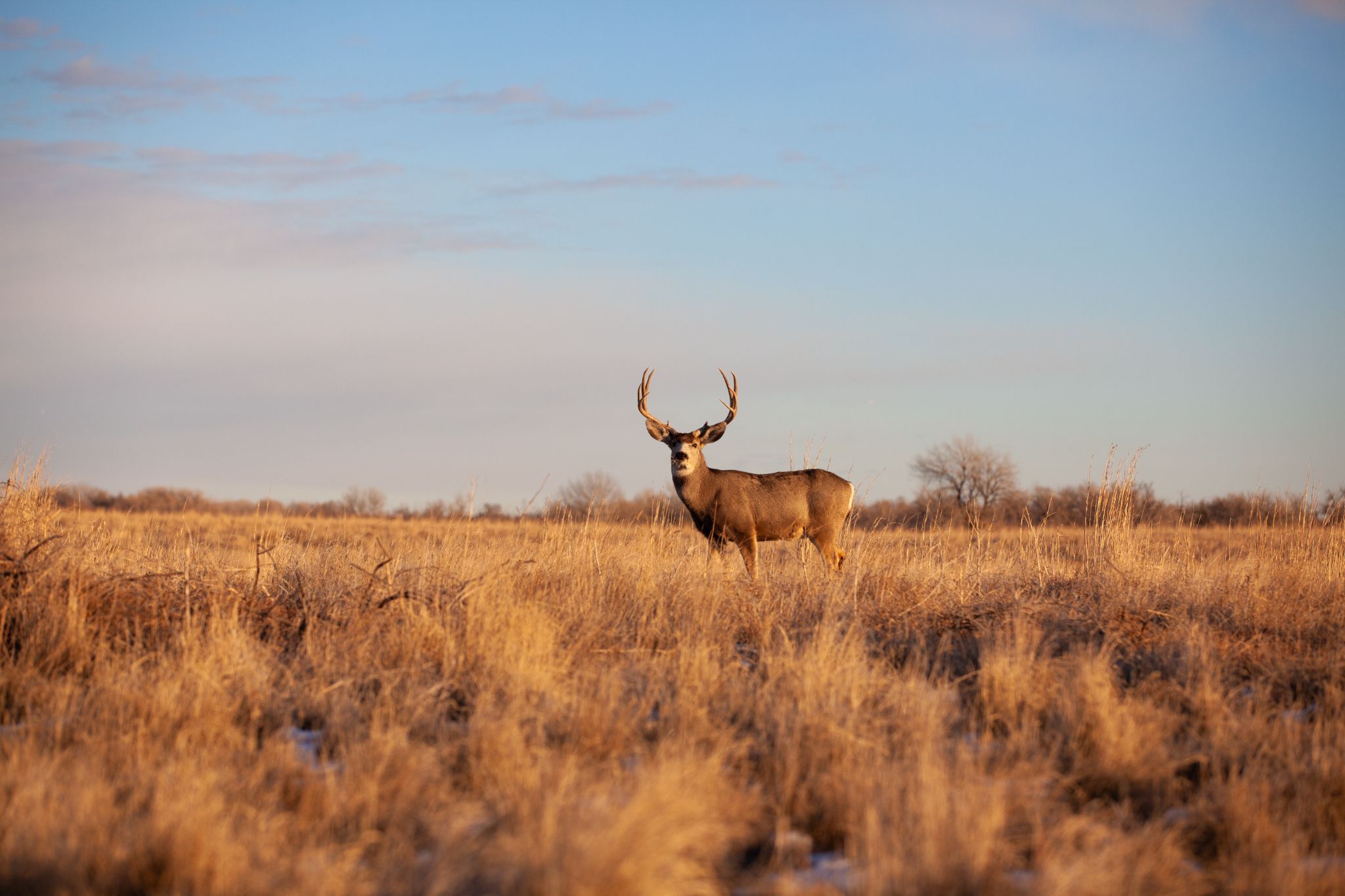 Herd of pronghorns standing in a grassy field at golden hour with a wind turbine in the background.