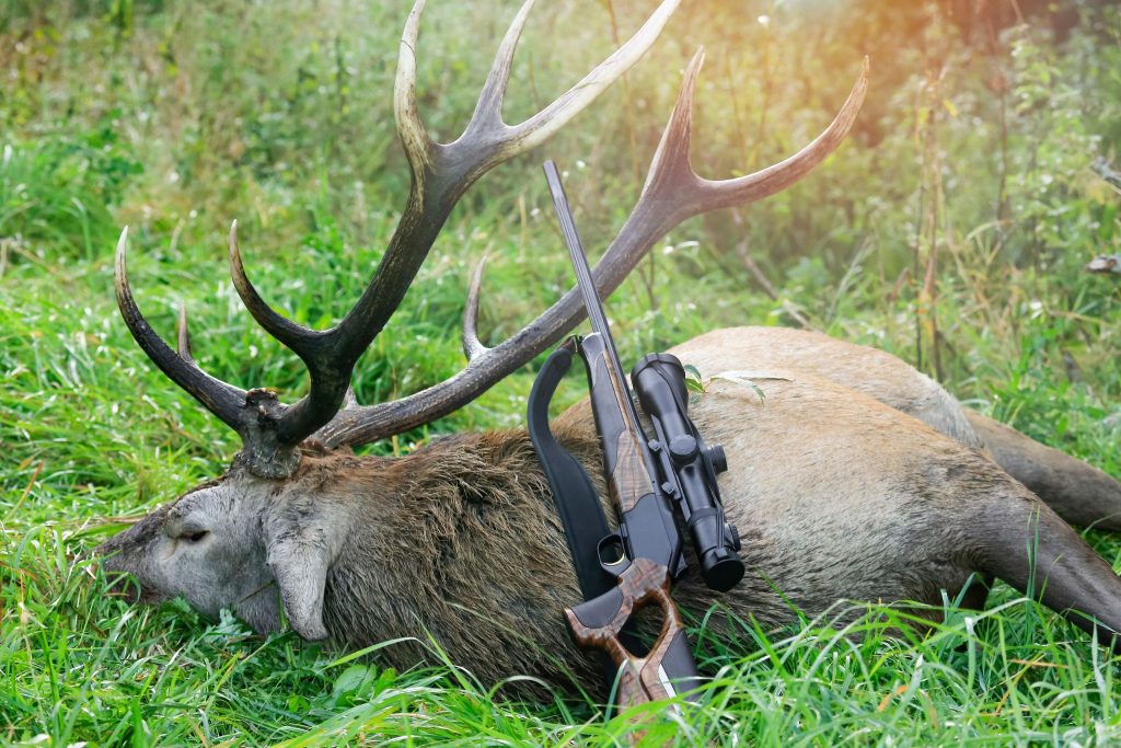 Hunted stag with large antlers lying in green grass beside a scoped hunting rifle.