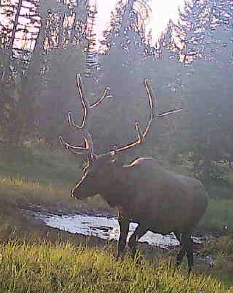 Large bull elk with prominent antlers standing near a small pool of water in a forest, captured on a trail camera.