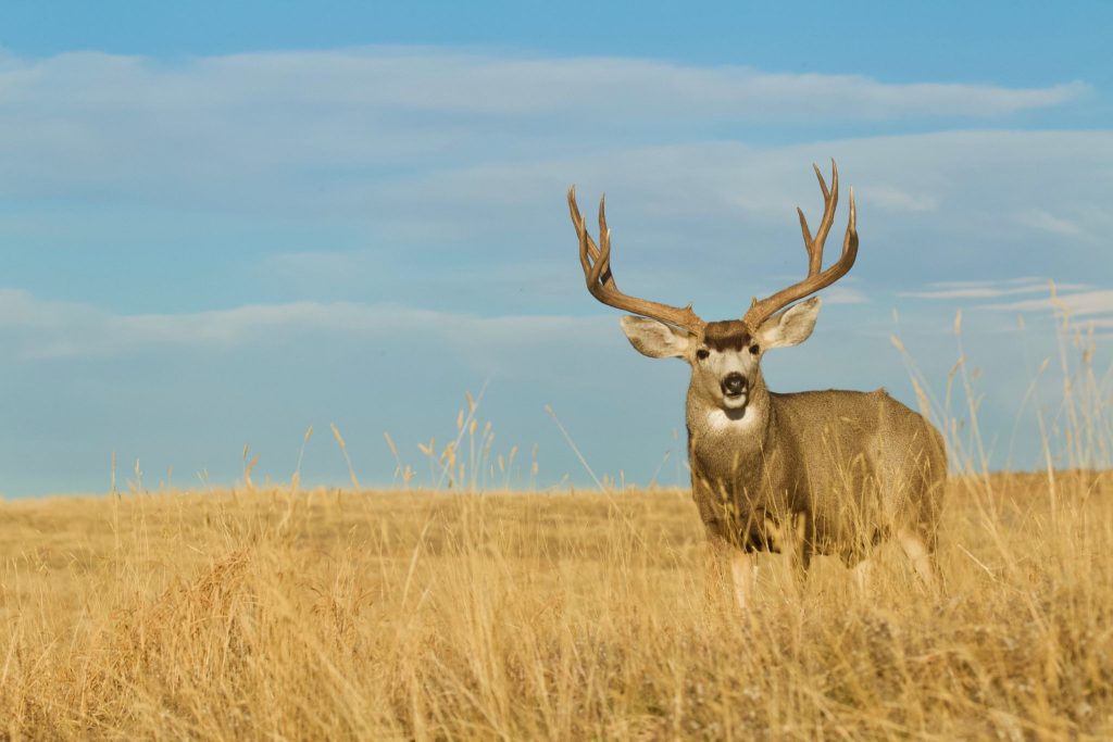 Large mule deer buck with impressive antlers standing in a field of dry yellow grass against a blue sky.